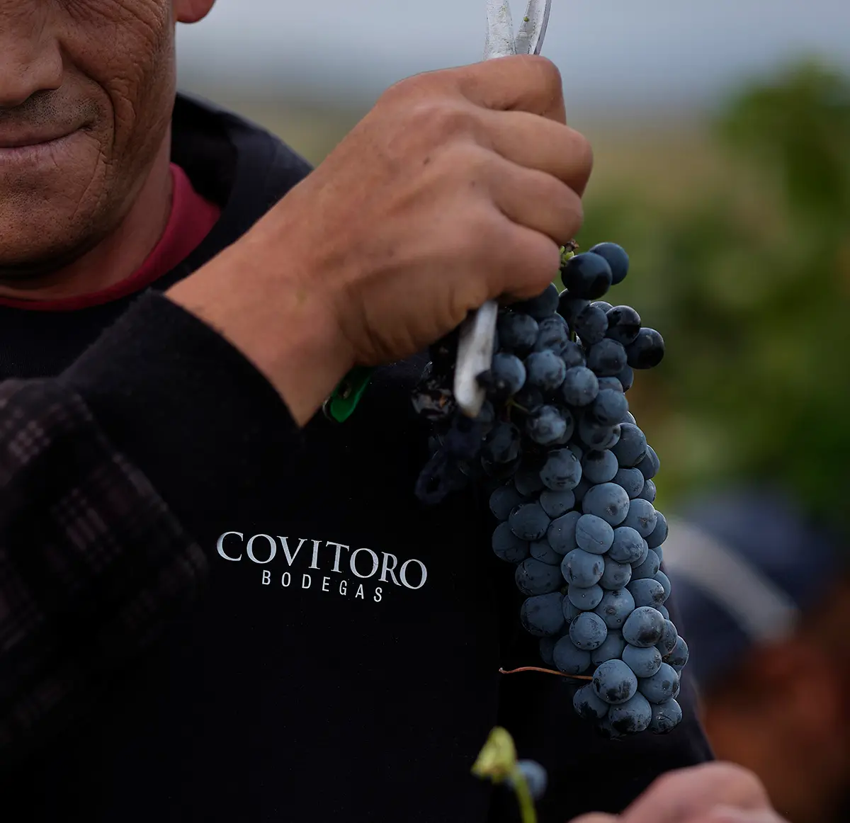 Bodega Covitoro – Vendimia Bodega Covitoro - Vendimia