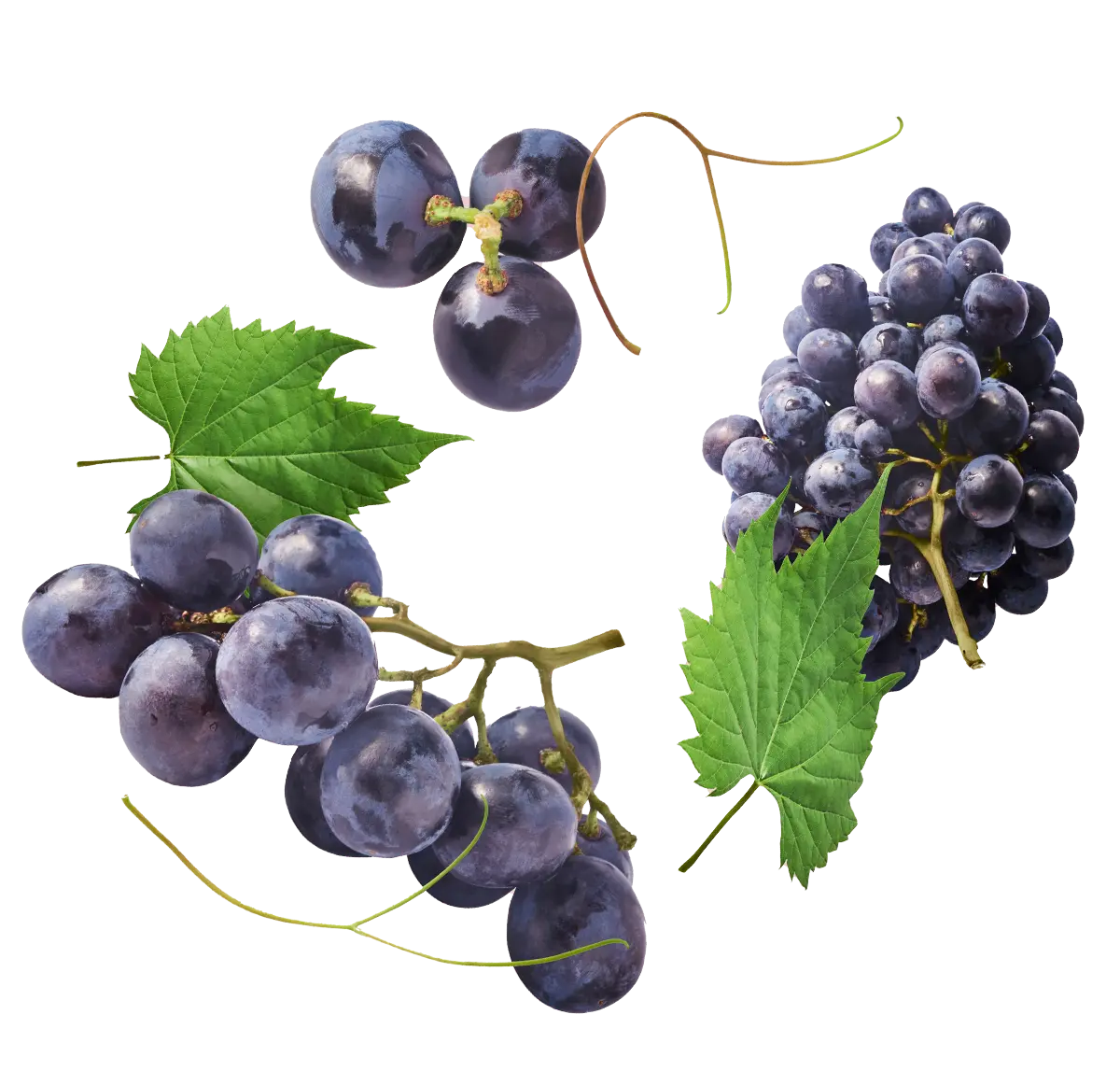 Bodega Covitoro – Racimo de uvas Bodega Covitoro - Racimo de uvas